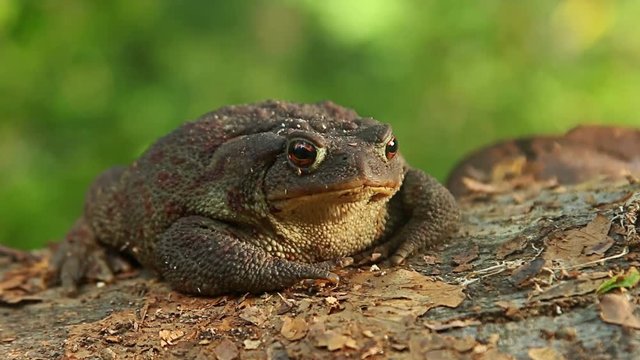 Close up macro shot of Common Toad in wild birch forest sitting on the ground and stump