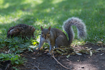Naklejka premium Squirrel in Boston Public Garden
