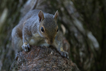 Naklejka na ściany i meble Squirrel in Boston Public Garden