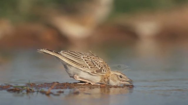 Calandra lark, Melanocorypha calandra, Single bird by water, Spain, July 2016