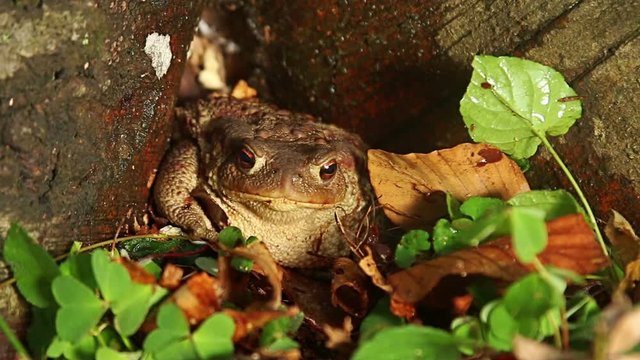 Close up macro shot of Common Toad in wild birch forest sitting on the ground and stump