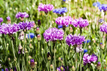 Blooming Cornflowers (Centaurea cyanus)