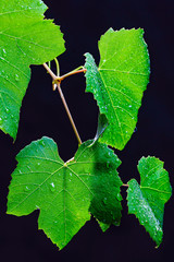 grape leaves