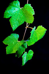 grape leaves