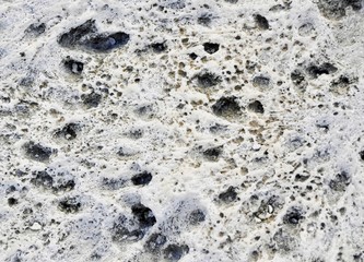 closeup of dried coral for background