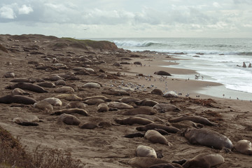 Elephant seals on the beach