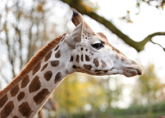 Giraffe head from profile