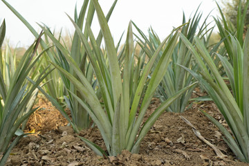 Obraz premium Pineapple farm