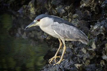 A Black-crowned Night Heron - Nycticorax nycticorax