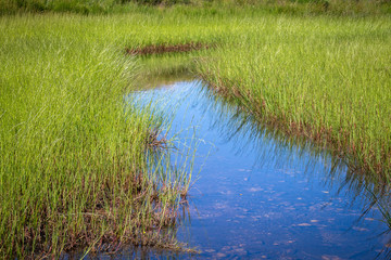 ruisseau de montagne bordé d'herbes vertes 