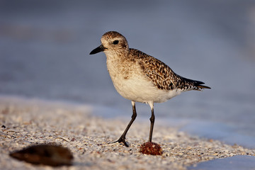 Black-bellied Plover -  Pluvialis squatarola
