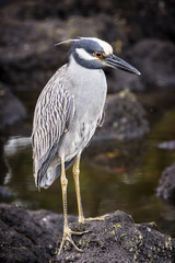 Adult Yellow-crowned Night Heron - Nyctanassa violacea