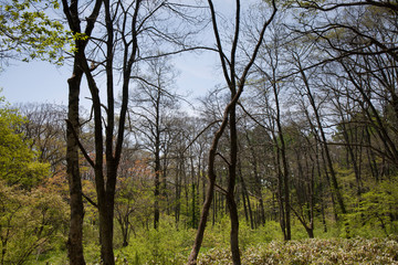 長野県の新緑の森