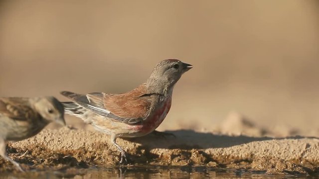 Linnet, Carduelis cannabina, Single male by water, Spain, July 2016