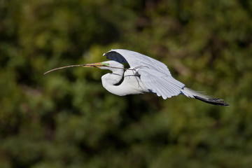 White Egret - Ardea alba