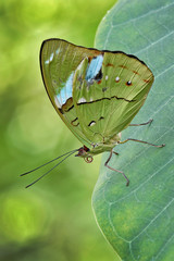 Obrazy na Szkle  Motyl Oliwkowaty