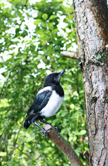Young magpie chickс