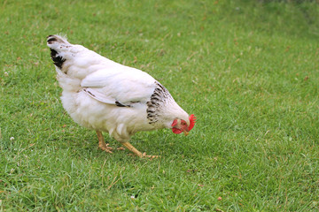 Free-rance hen on grass