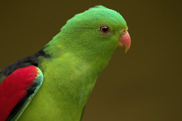 Naklejka premium Red winged parrot (Aprosmictus erythropterus) is a parrot native to Australia and Papua New Guinea.