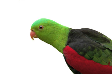 Red winged parrot (Aprosmictus erythropterus) is a parrot native to Australia and Papua New Guinea.