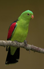 Red winged parrot (Aprosmictus erythropterus) is a parrot native to Australia and Papua New Guinea.
