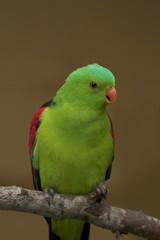 Red winged parrot (Aprosmictus erythropterus) is a parrot native to Australia and Papua New Guinea.