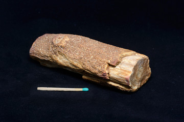 petrified wood