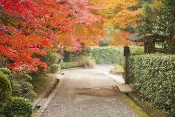 Autumn in Japan