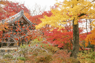 Autumn in Japan