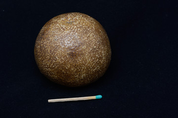 fossilised orange