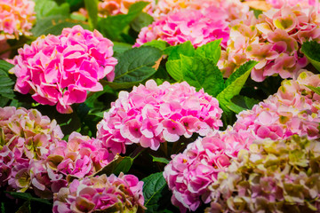 The background image of the colorful flowers