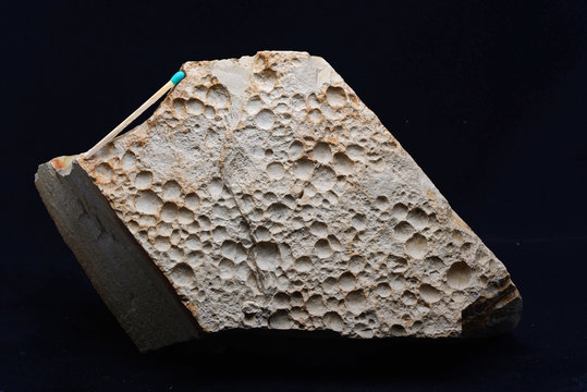 remarkable fossil of raindrop impressions from Queensland, Australia