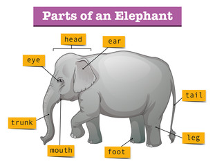 Diagram showing parts of elephant