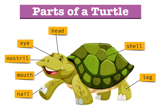 Different parts of turtle