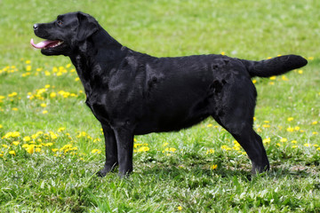 black dog Labrador Retriever standing in the show position in th