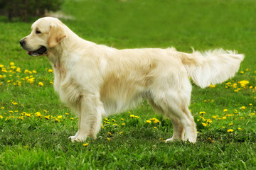 beautiful purebred dog Golden Retriever standing