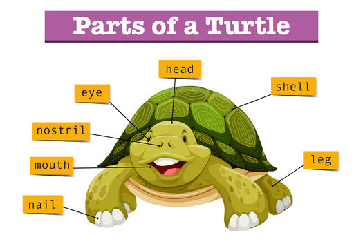 Diagram showing parts of turtle