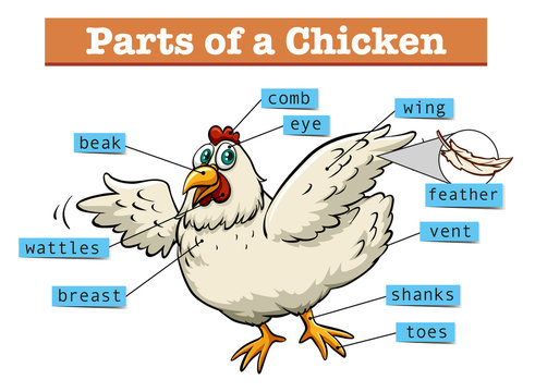 Diagram showing parts of chicken