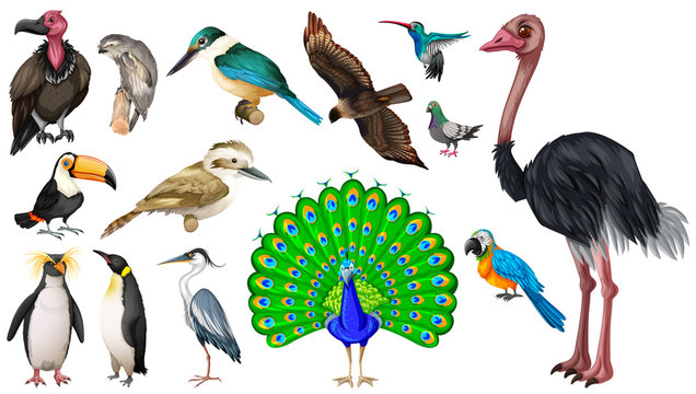 Set of vareties of wild birds