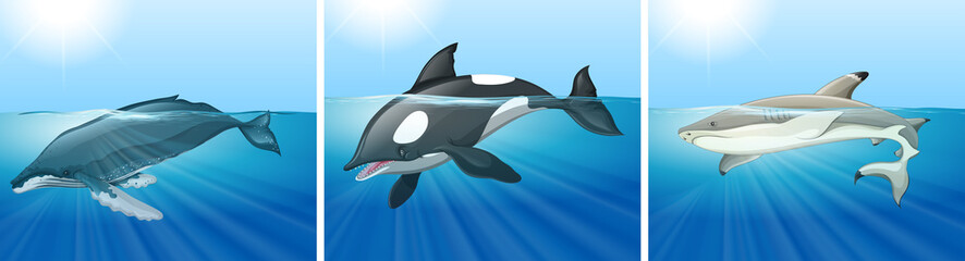 Whale and shark in the ocean