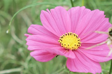 Obraz premium pink flower 