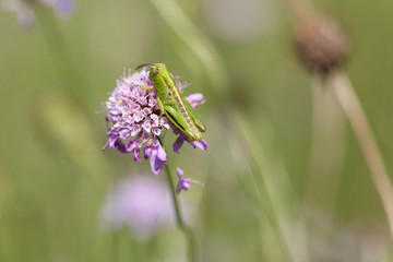 Grasshopper on wildflower