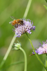Bee collecting pollen on wildflower