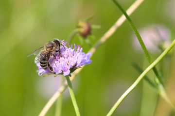 Bee collecting pollen on wildflower