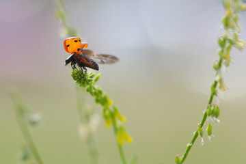 Ladybug preparing to fly