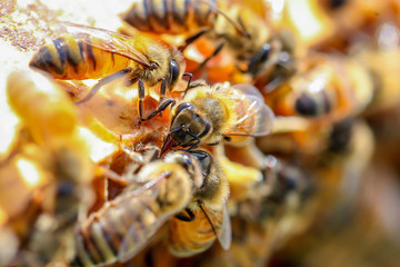 Bee with tongue out on honeycomb
