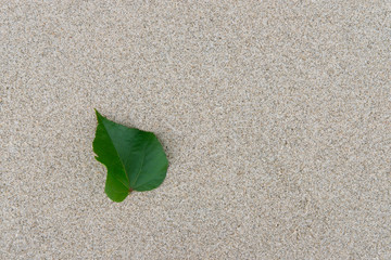 leaf with sand