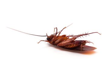 Dead cockroaches on white background
