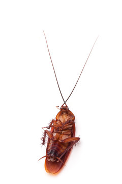 Dead cockroaches on white background
