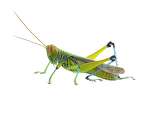Grasshopper of white background